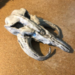 Mandalorian Mythosaur Skull - 10"